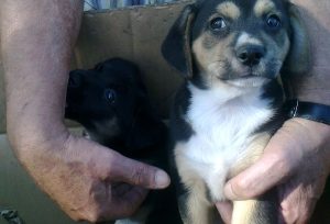 Fot. Straż Miejska Wadowice