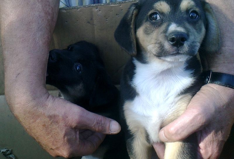 Fot. Straż Miejska Wadowice