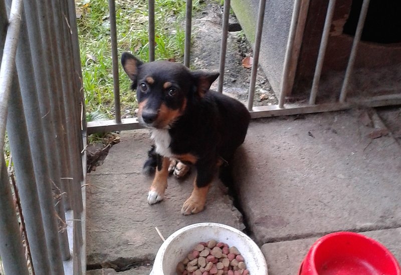 Fot. Straż Miejska Wadowice