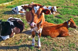 Fot. Archiwum joomla.wadowice24.promo-peak.ovh