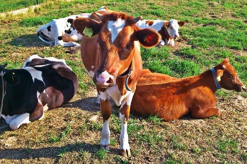 Fot. Archiwum joomla.wadowice24.promo-peak.ovh