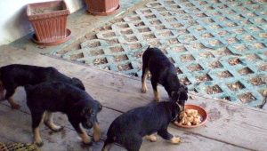 Fot. Urząd Miasta w Wadowicach