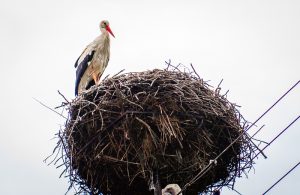 Fot. Marcin Płaszczyca