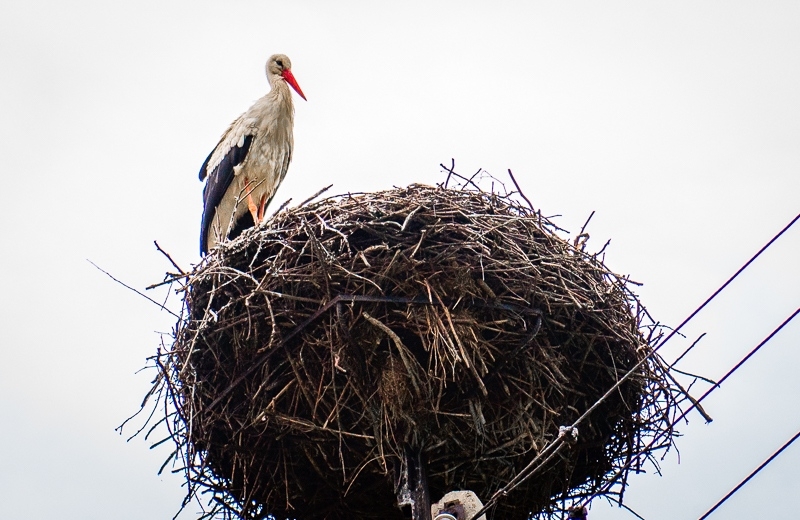 Fot. Marcin Płaszczyca