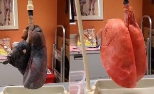 Fot. kadr z filmu YouTube/BiebrzaTV