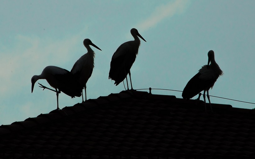 Fot. Marcin Płaszczyca