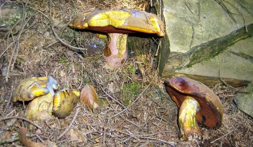 Fot. Archiwum joomla.wadowice24.promo-peak.ovh