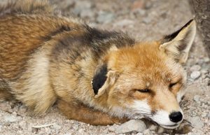 Fot. Starostwo Powiatowe w Wadowicach