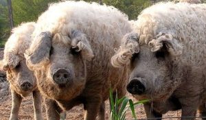 Fot. Mini ZOO Kucyk w Inwałdzie