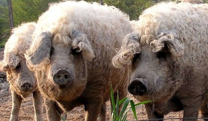 Fot. Mini ZOO Kucyk w Inwałdzie