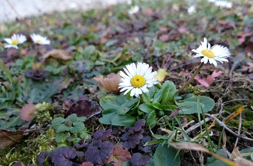 Fot. Karina Płaszczyca