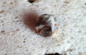 Fot. Wadowice na Wesoło/Facebook