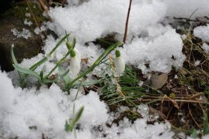 Fot. Babiogórski Park Narodowy