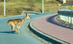 Fot. joomla.wadowice24.promo-peak.ovh