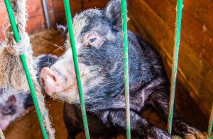 Fot. joomla.wadowice24.promo-peak.ovh