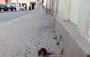 Fot. komentarze Disqus/joomla.wadowice24.promo-peak.ovh