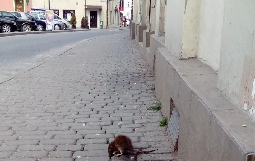 Fot. komentarze Disqus/joomla.wadowice24.promo-peak.ovh