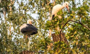 Fot. joomla.wadowice24.promo-peak.ovh