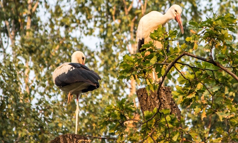 Fot. joomla.wadowice24.promo-peak.ovh