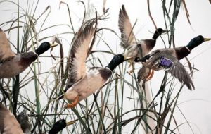 Fot. WOJEWÓDZKI INSPEKTORAT WETERYNARII W KRAKOWIE