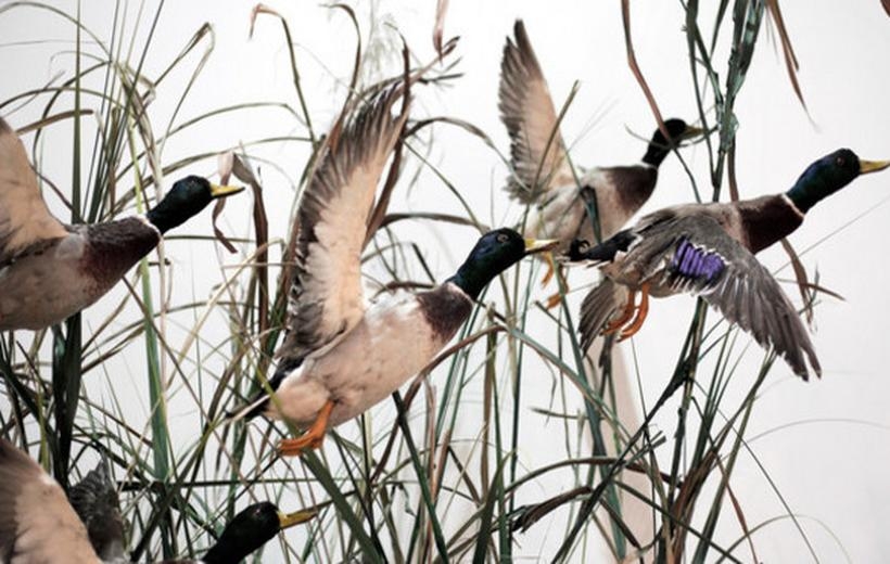 Fot. WOJEWÓDZKI INSPEKTORAT WETERYNARII W KRAKOWIE