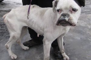 Fot. Schronisko dla bezdomnych zwierząt w Bolesławiu