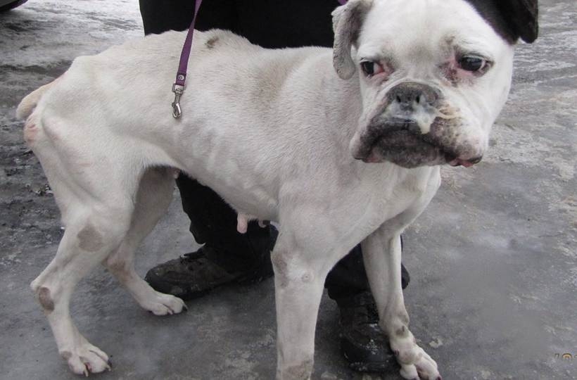 Fot. Schronisko dla bezdomnych zwierząt w Bolesławiu