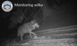 Fot. Facebook/Babiogórski Park Narodowy