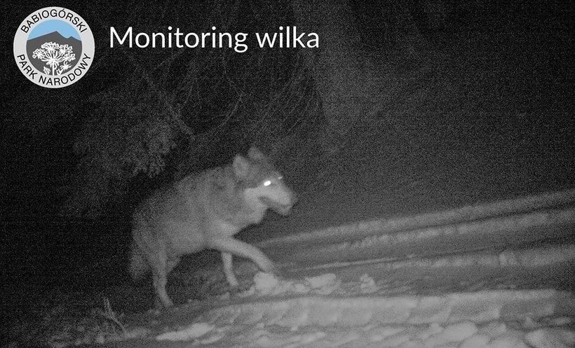 Fot. Facebook/Babiogórski Park Narodowy