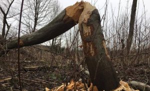 Fot. Zdjęcia Nadesłane