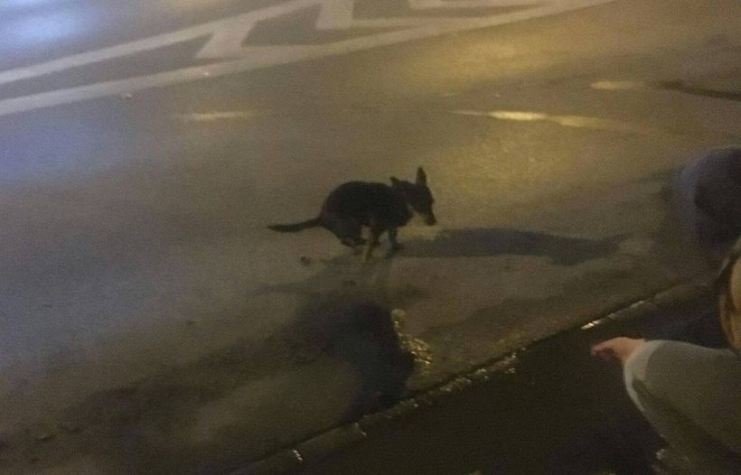 Fot. Marcin Płaszczyca