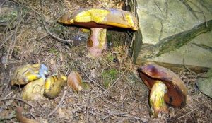 Fot. joomla.wadowice24.promo-peak.ovh