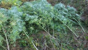 Fot. Materiały Prasowe KPP Wadowice