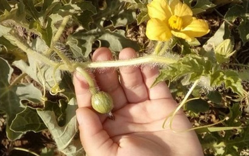 Fot. Nowiny Andrychowskie