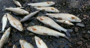 Fot. Jacek Pindel / PZW