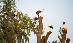 Fot. joomla.wadowice24.promo-peak.ovh