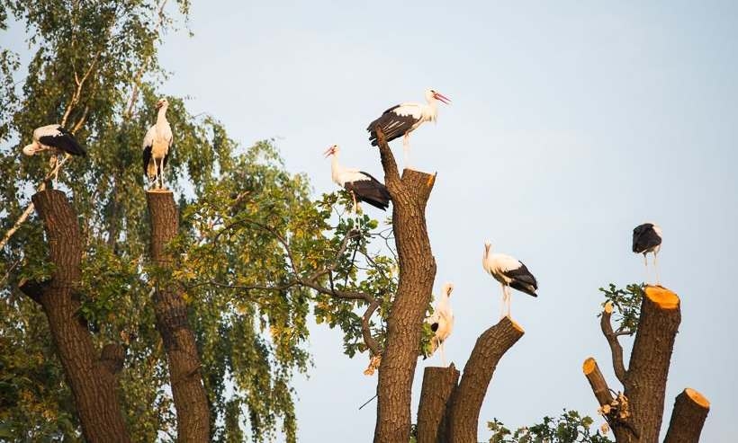 Fot. joomla.wadowice24.promo-peak.ovh