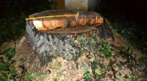 Fot. Zdjęcie nadesłane