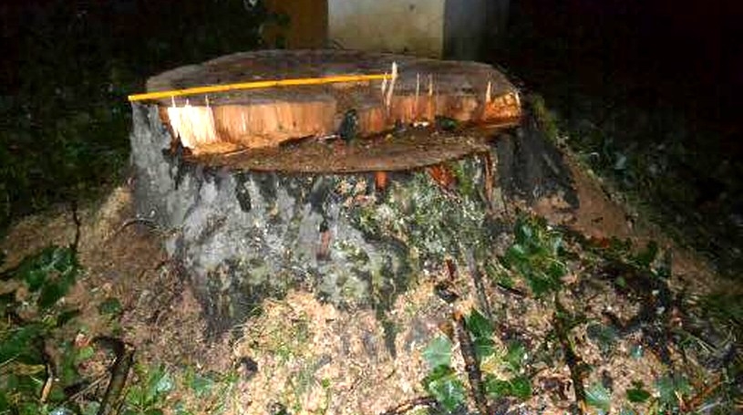 Fot. Zdjęcie nadesłane