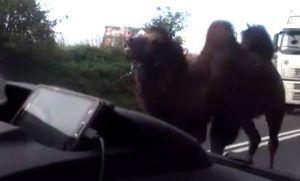 Fot. kadr z filmu na YouTube