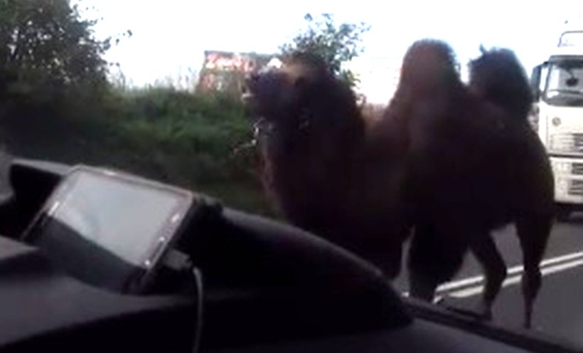 Fot. kadr z filmu na YouTube