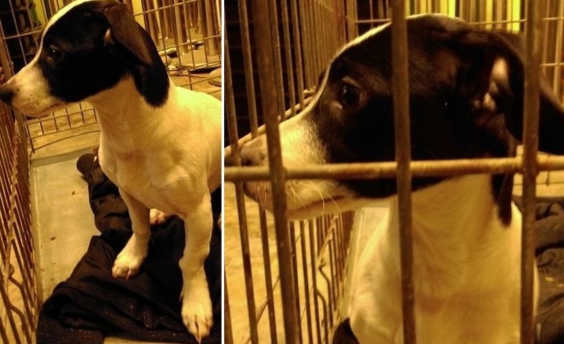 Fot. Straż Miejska Wadowice