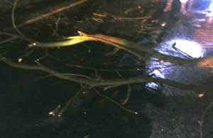 Fot. Archiwum OSP Wieprz