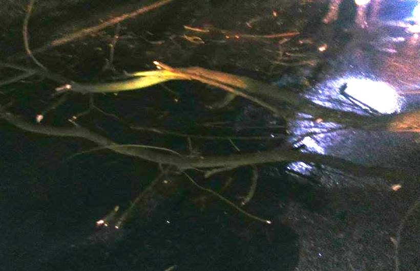 Fot. Archiwum OSP Wieprz