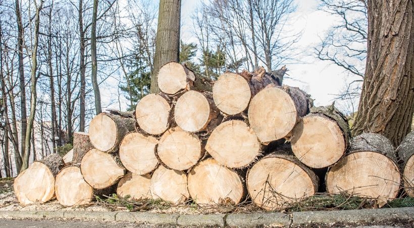 Fot. Marcin Płaszczyca