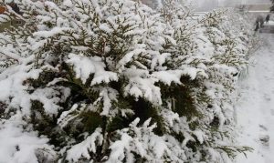 Fot. Karina Płaszczyca