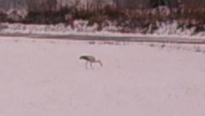 Fot. kadr z filmu na Facebooku