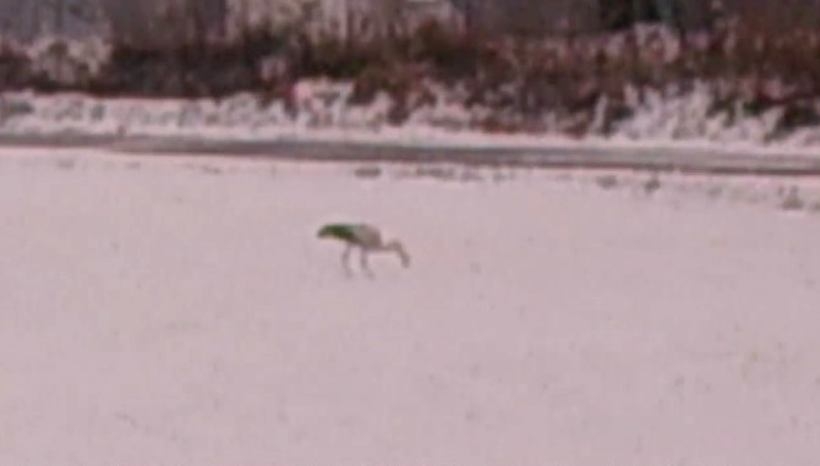 Fot. kadr z filmu na Facebooku