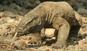 Fot. Licencja IP Wallpapertvs.com