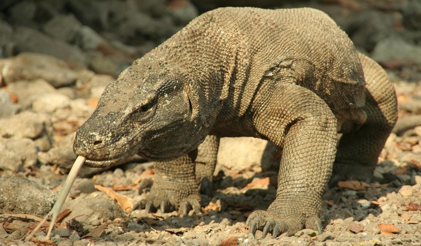 Fot. Licencja IP Wallpapertvs.com